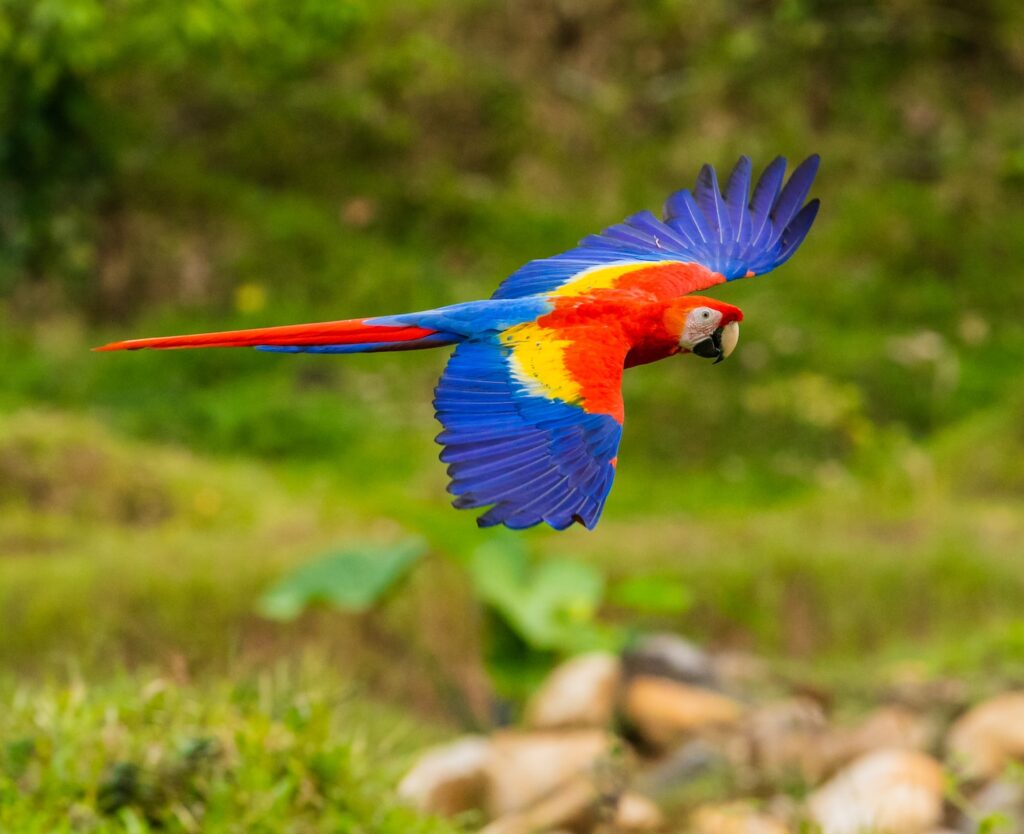 Guacamaya aves y animales de colores