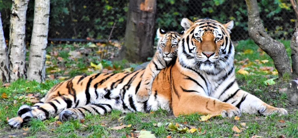 Tigre de bengala, animales de colores
