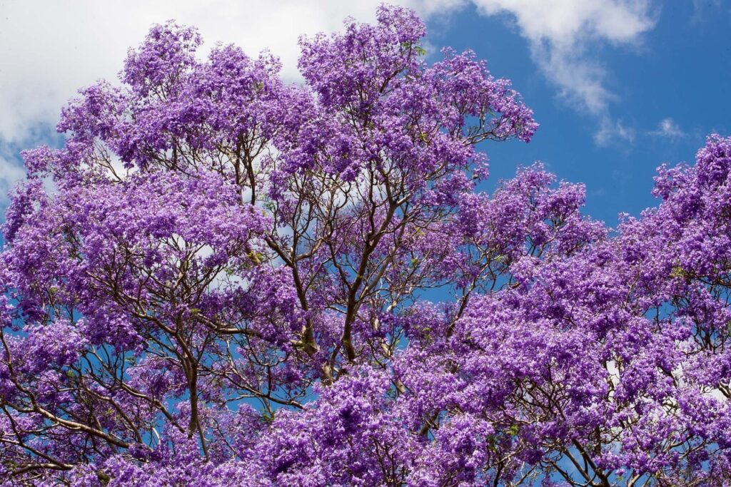 árbol de jacaranda floreando