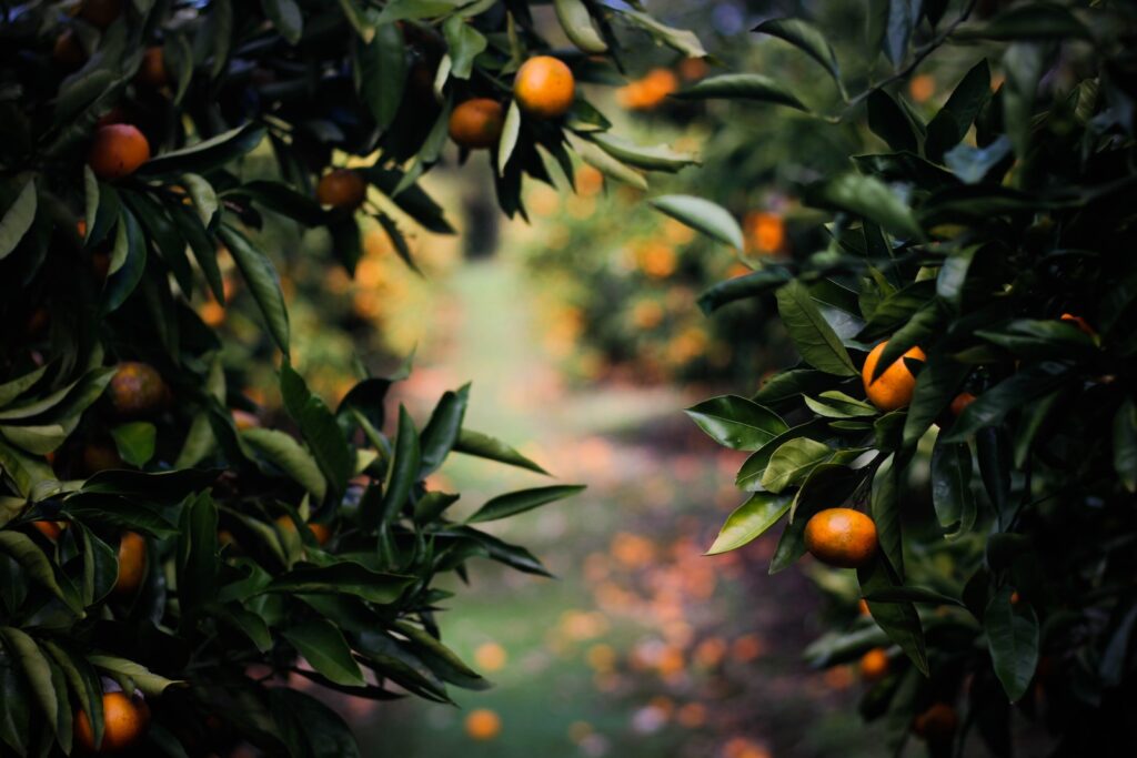 Naranjos, Árboles de naranjas