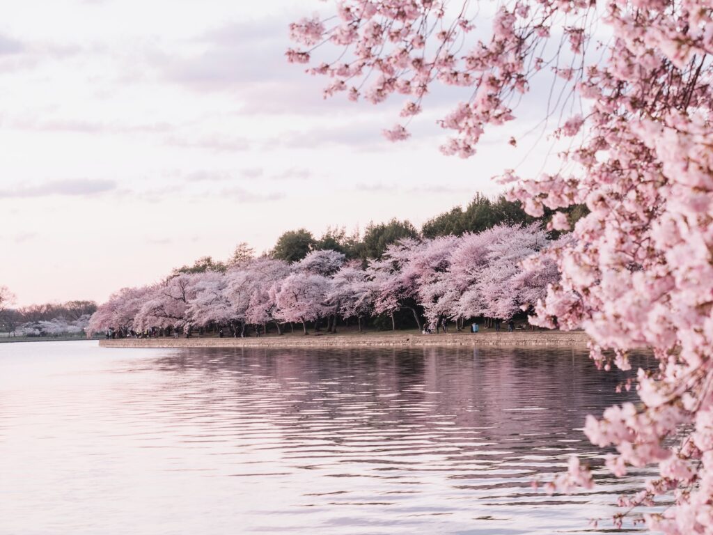 Árboles de cerezo color rosa sobre cuerpo de agua