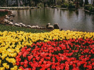colores de los tulipanes